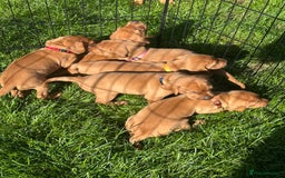 Mixed Breed dogs for sale: Vizla x Fox Red Lab (75/25) Puppies - Image 6