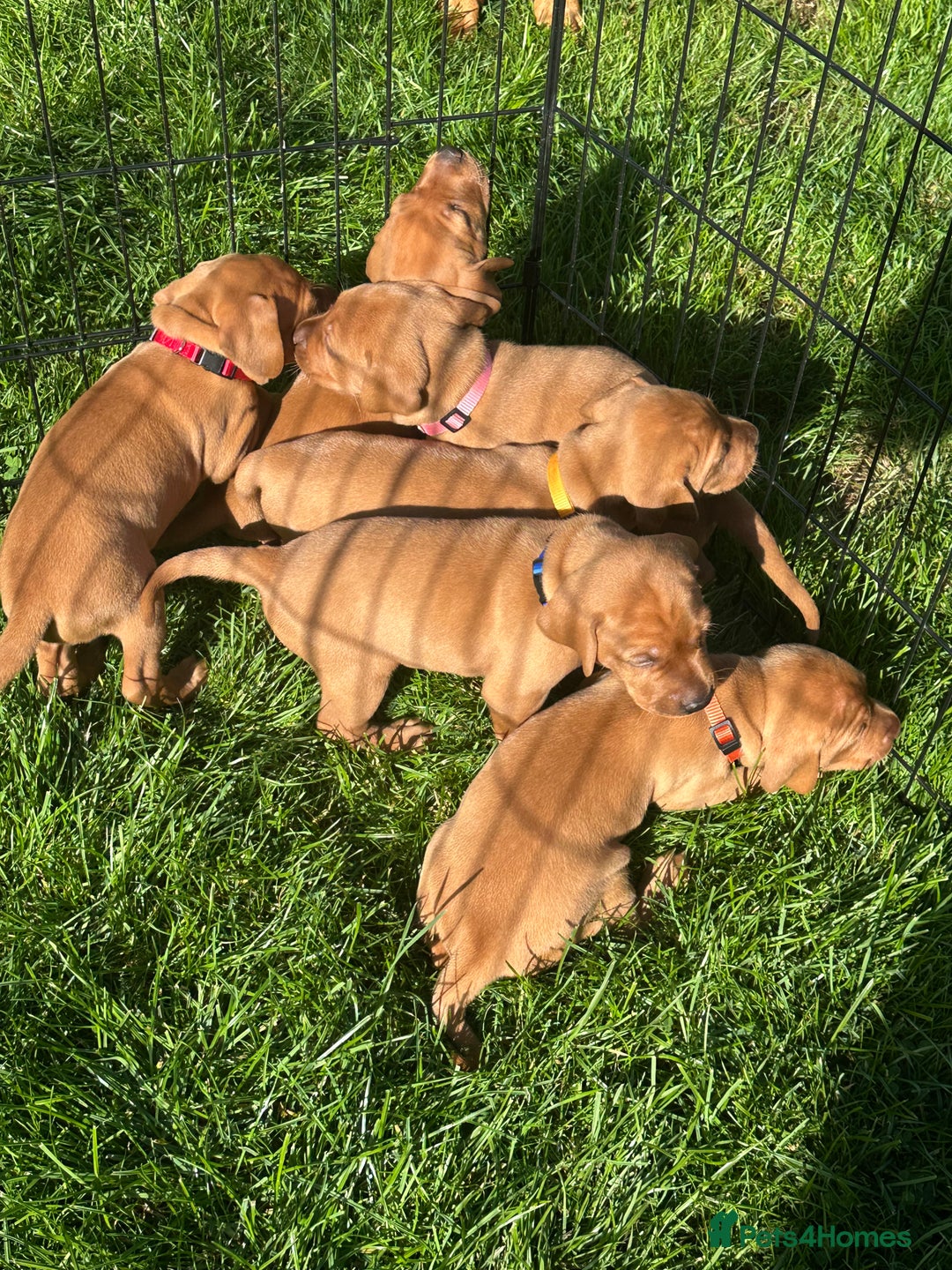 Mixed Breed dogs for sale: Vizla x Fox Red Lab (75/25) Puppies - Image 6