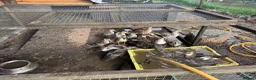 Ducks poultry for sale: Call duck ducklings - Advert 1