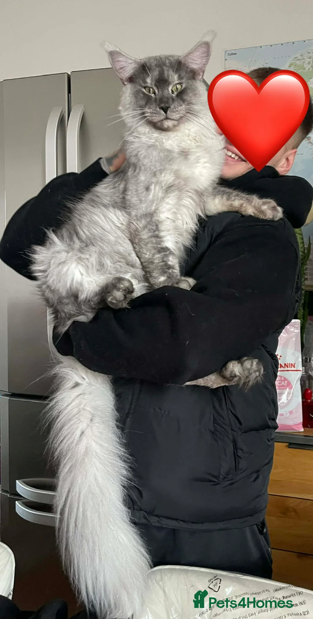 Maine Coon cats for stud:  🐾 Maine Coon for breeding - Advert 1