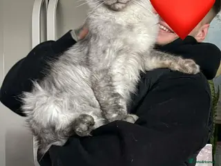 Maine Coon cats 🐾 Maine Coon for breeding - Advert 4