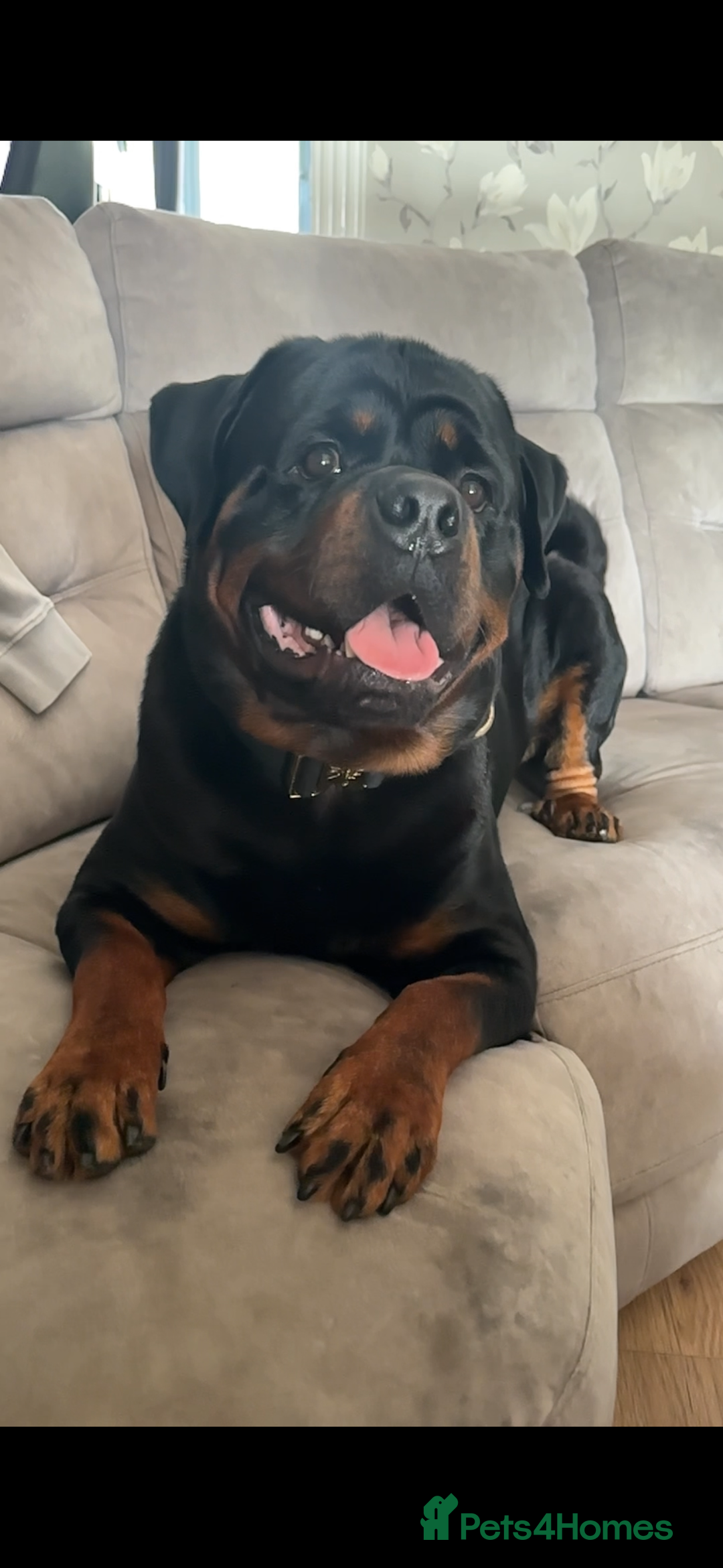 Rottweiler dogs for stud: Stud Only - Advert 3