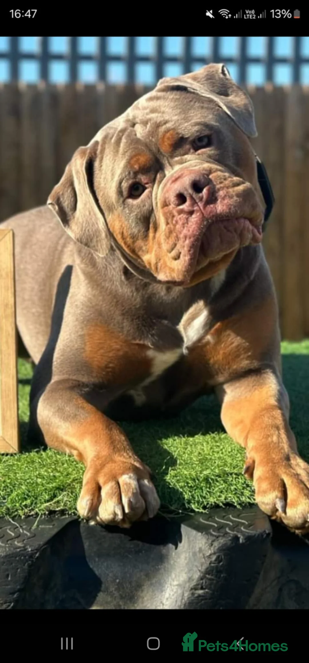Olde English Bulldogge dogs for stud: Olde English Bulldogge for Stud - Winston in Thetford - Advert 3