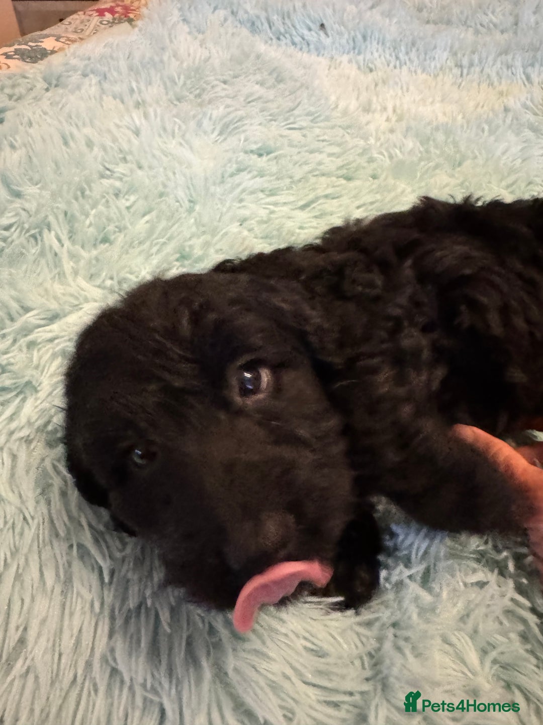 Cockapoo dogs for sale: Healthy Happy Stunning Cockapoo Puppies - Advert 19