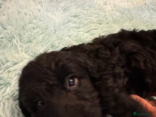 Cockapoo dogs Healthy Happy Stunning Cockapoo Puppies - Advert 10