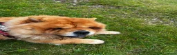 Chow Chow dogs for sale: Beautiful unspayed female chow chow - 4 years old - Advert 2