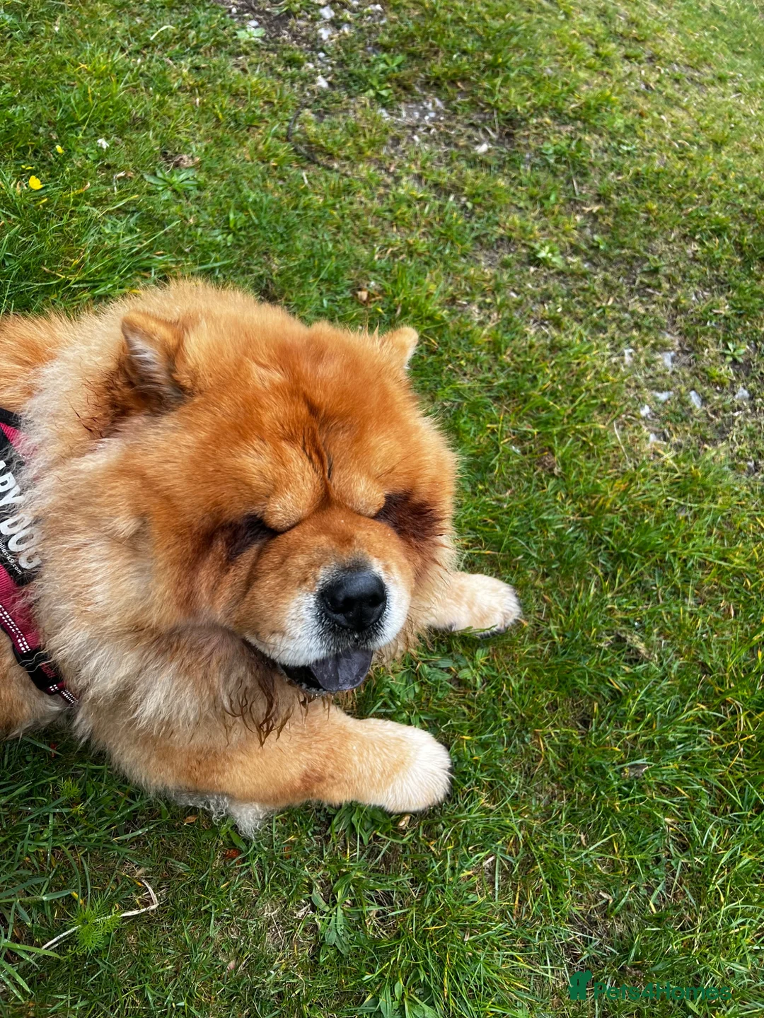 Chow Chow dogs for sale: Beautiful unspayed female chow chow - 4 years old - Advert 2