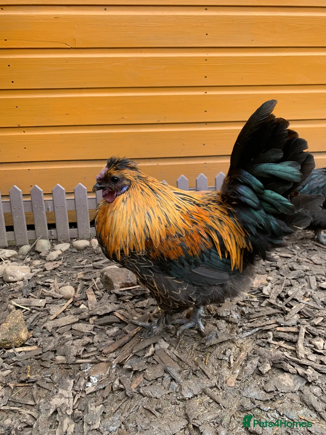 Chickens poultry for sale: Auracana mix  - Advert 2