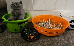 British Shorthair cats for sale: British Blues 🐻💙 - Image 20