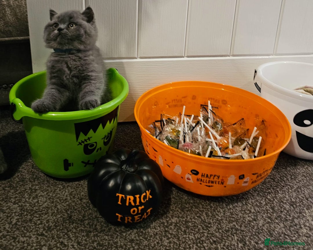 British Shorthair cats for sale: British Blues 🐻💙 - Image 20