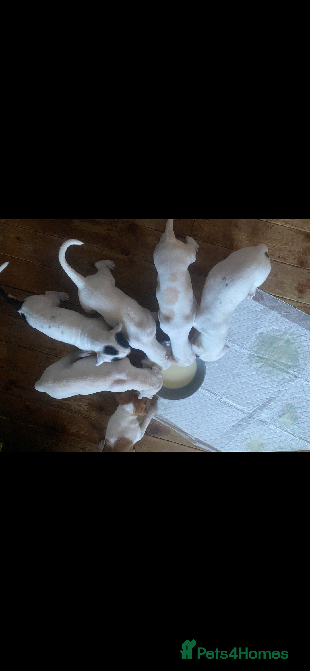 Mixed Breed dogs for sale: adorable Lurcher puppies - Image 2