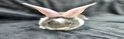 Continental Giant rabbits for sale: Baby giants  - Advert 11