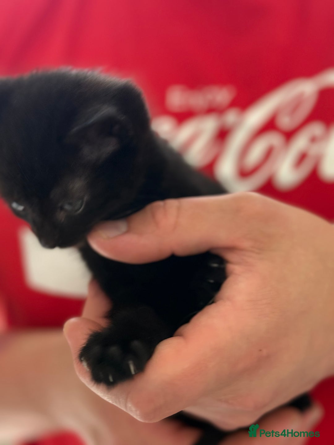 Mixed Breed cats for sale: kittens looking for new home - Image 1