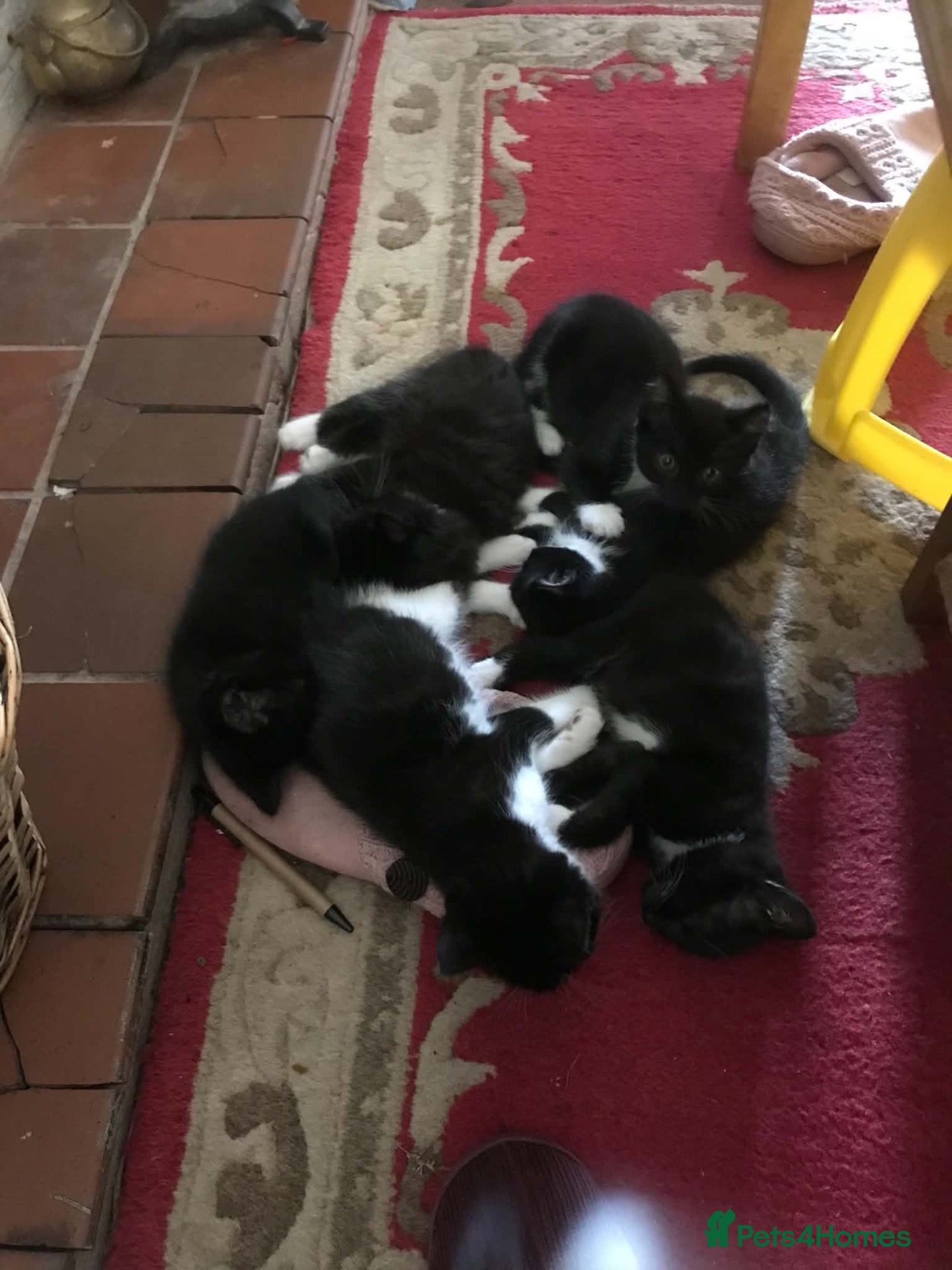 Mixed Breed cats Kittens  - Advert 1