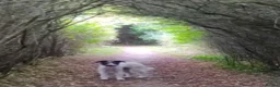 Lurcher dogs for sale: Soppy Bedlington Whippet lurcher puppies  - Advert 30