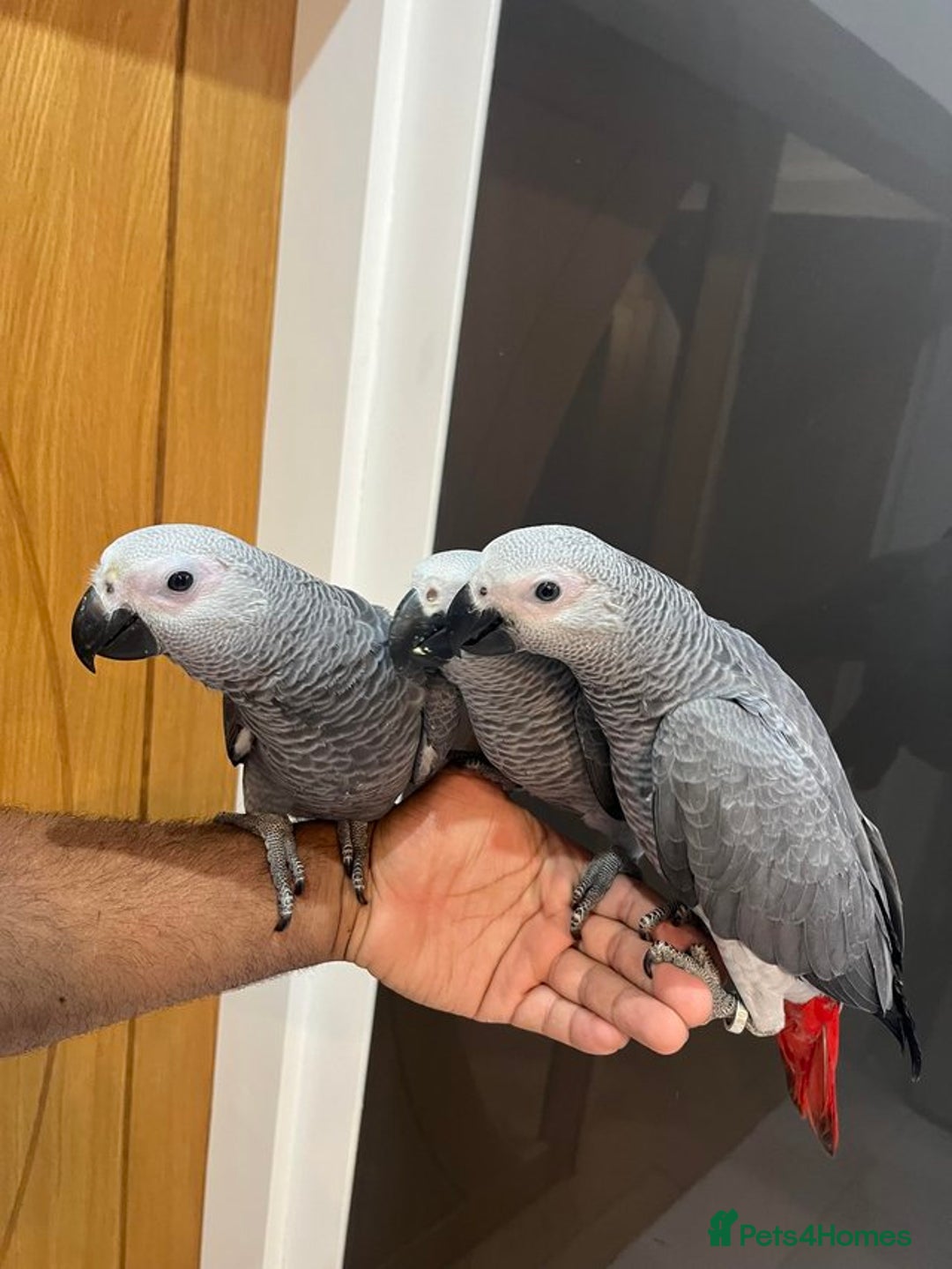 Parrots birds for sale: Super Tame Cuddly African Grey Parrots Ready  - Image 6