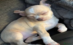 Chihuahua dogs for sale: co 15-Week-Old Chihuahua Puppy - Nancy  - Image 6