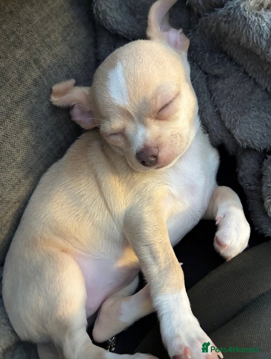 Chihuahua dogs for sale: co 15-Week-Old Chihuahua Puppy - Nancy  - Image 6