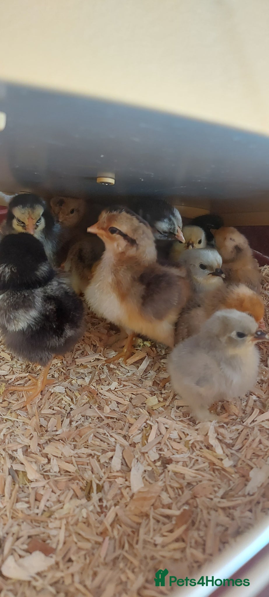Chickens poultry Bantam chicks *sablepoot, wyandotte, pekin bantam* - Advert 1
