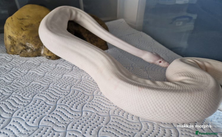 Python Snake reptiles in West Bromwich - Advert 5