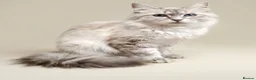 Siberian cats for sale: Pure Siberian Neva Masquerade  in Peterborough - Advert 8