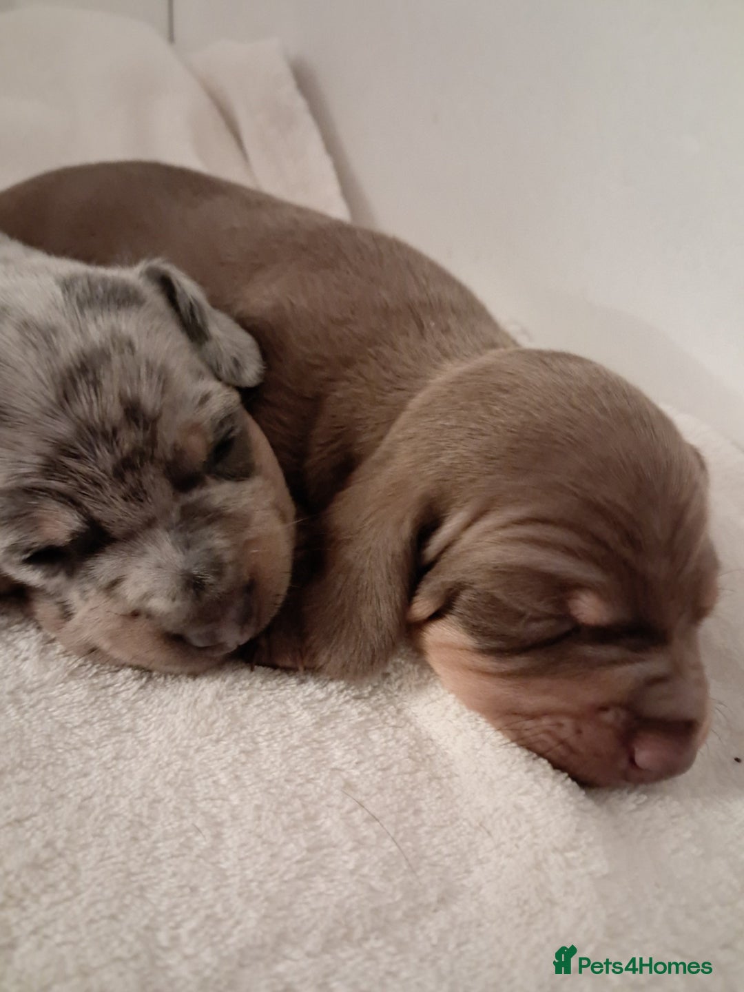 Dachshund dogs for sale: Dachshund Puppies  - Advert 1