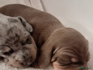 Dachshund dogs Dachshund Puppies - Advert 1