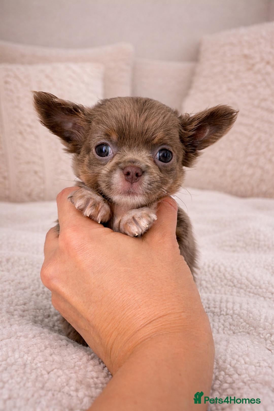 Chihuahua dogs for sale: ✨ Exceptional Chihuahua Puppies Forever 🏡 Only💖 - Advert 4