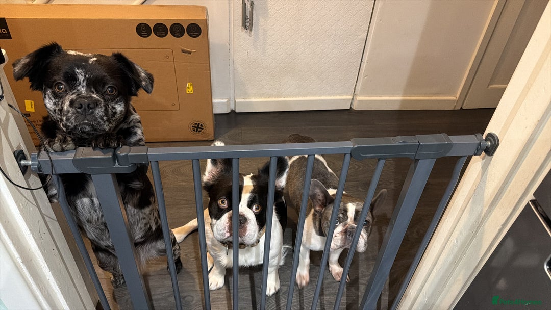 French Bulldog dogs for sale: Puppys  - Advert 1