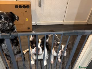 French Bulldog dogs Puppys - Advert 16