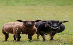 Sheep livestock for sale: Various Shetland Sheep for sale - Image 3