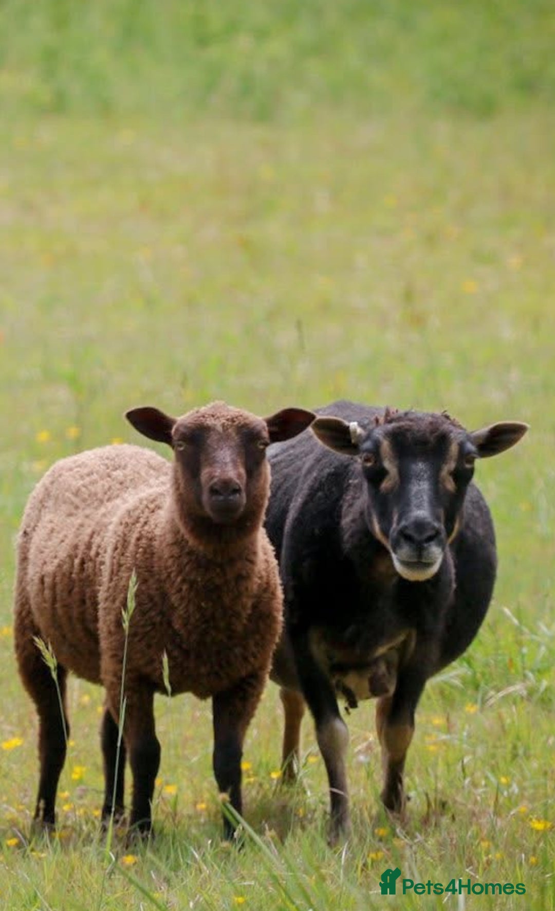 Sheep livestock for sale: Various Shetland Sheep for sale - Image 3