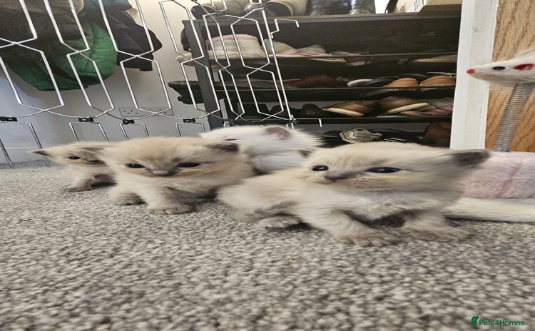 Ragdoll cats - Advert 16