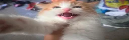 Mixed Breed cats for sale: Adorable White & Ginger Male Kitten for Sale in Nottingham - Advert 15