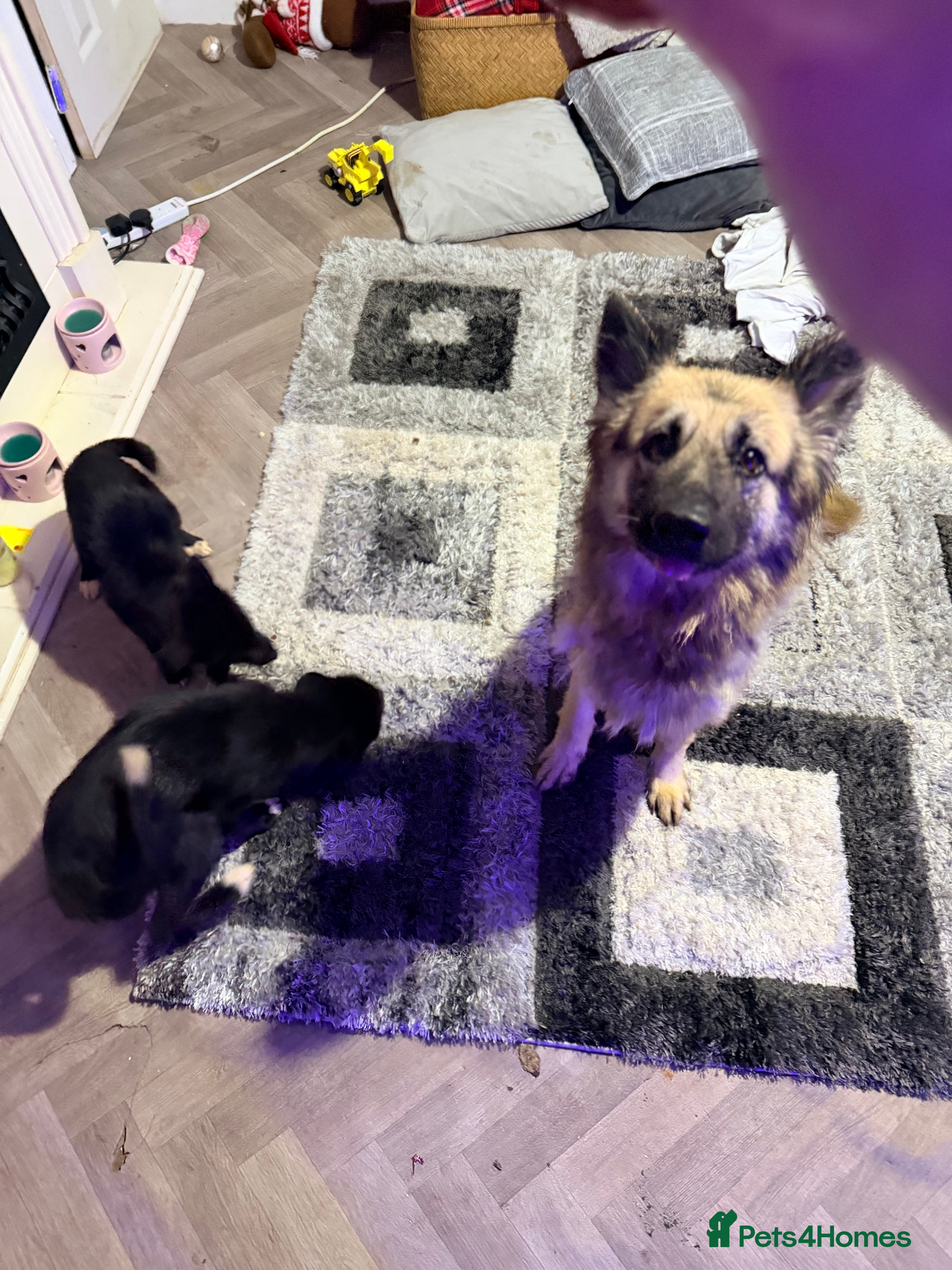 Mixed Breed dogs German shepherd X COLLiE - Advert 3