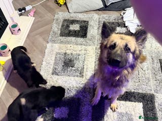 Mixed Breed dogs German shepherd X COLLiE - Advert 3