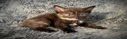 Mixed Breed cats for sale: 9 beautiful friendly kittens - Advert 11