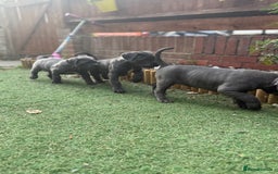 Cane Corso dogs for sale: Cane corso puppies  - Image 9