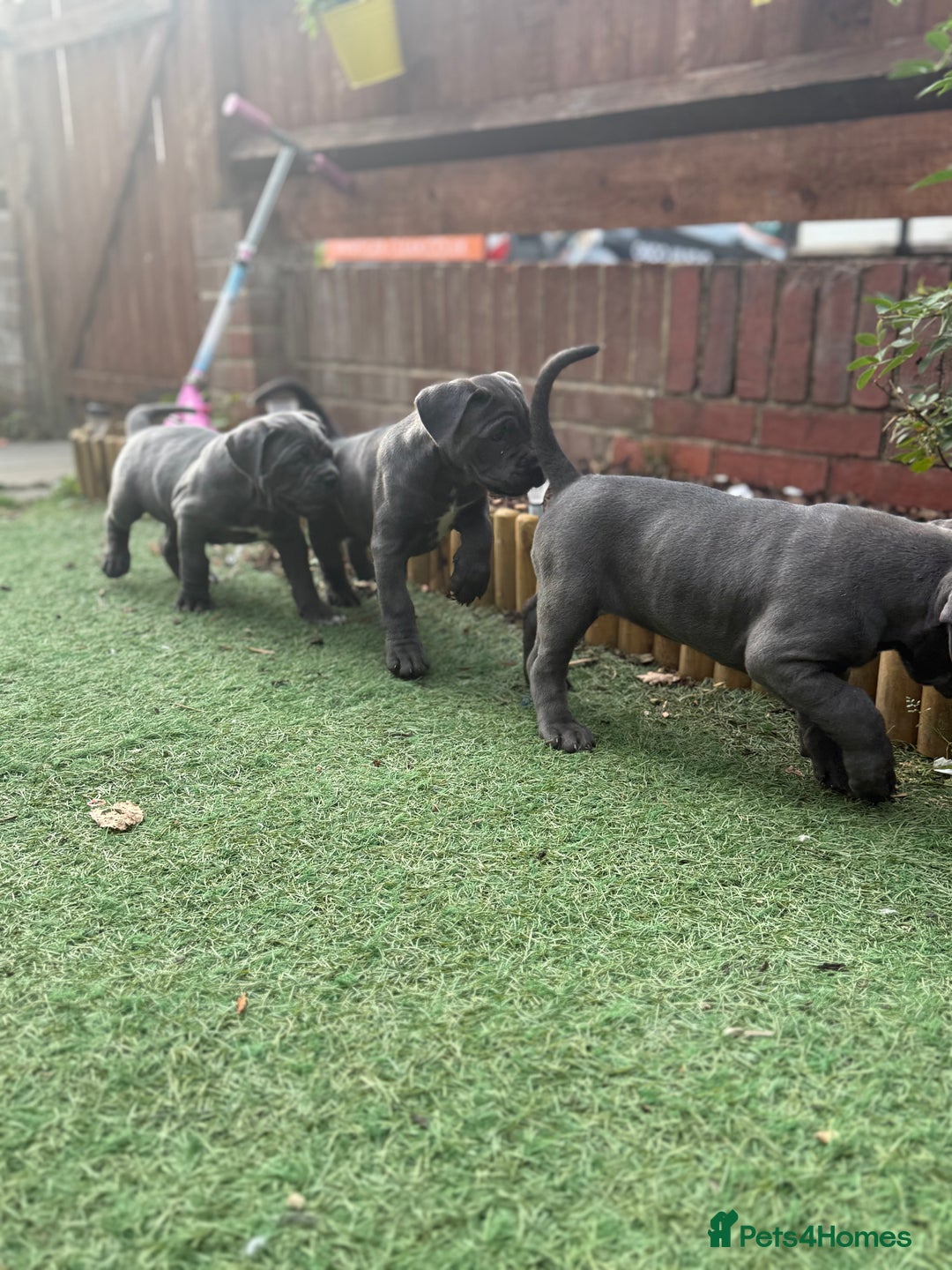 Cane Corso dogs for sale: Cane corso puppies  - Image 9