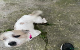Mixed Breed dogs for sale: American bull dog cross shih tzu - Advert 2