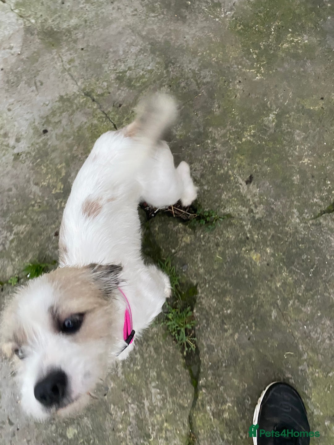 Mixed Breed dogs for sale: American bull dog cross shih tzu - Advert 2