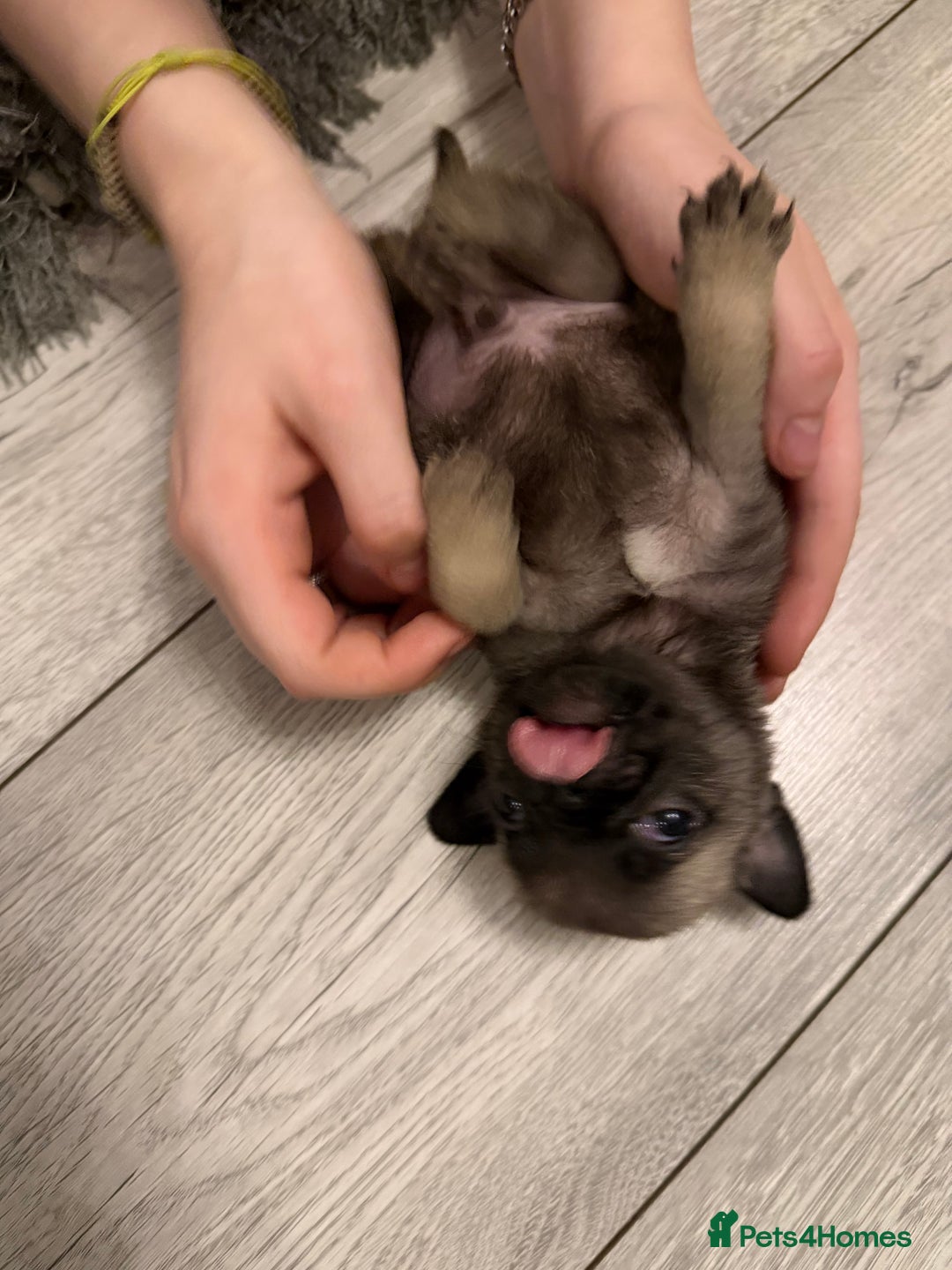 Pug dogs for sale: Pure pug puppies  - Advert 4