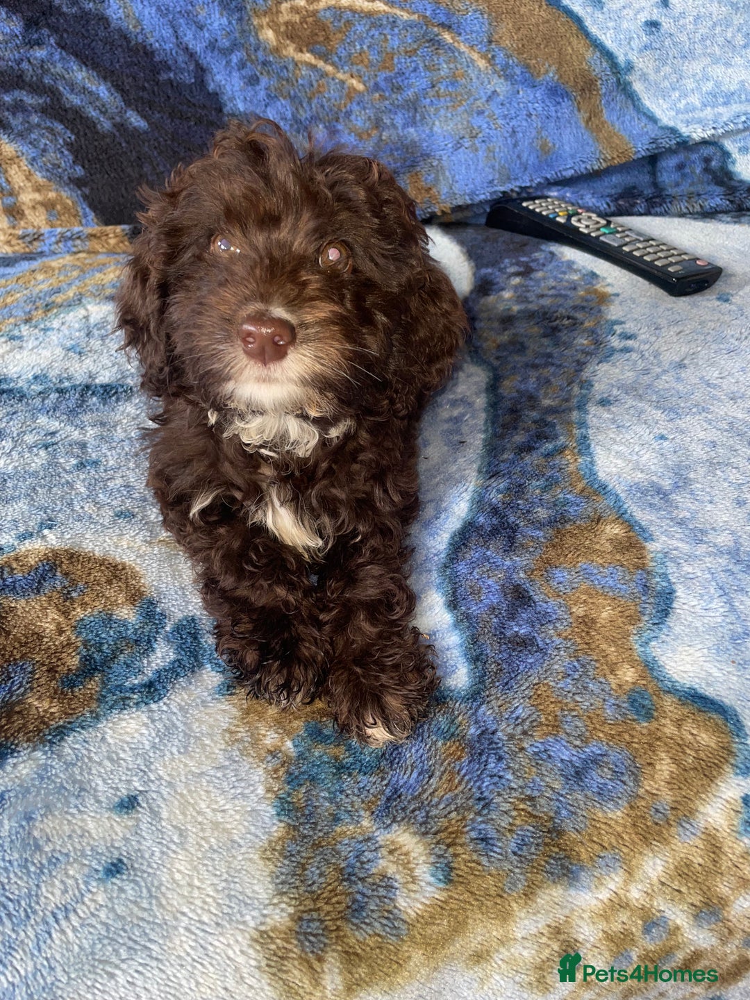 Labradoodle dogs for sale: miniature labradoodle puppies - Image 14