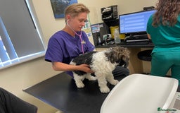 Standard Poodle dogs for sale: Standard Poodle x St Berdoodle  - Image 14
