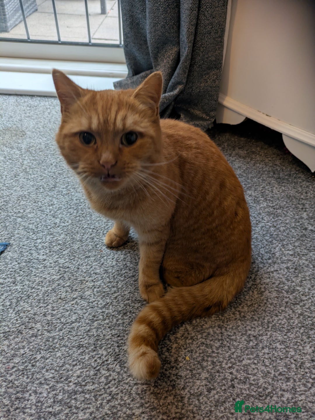 British Shorthair cats for sale: Beautiful ginger male cat  - Image 2