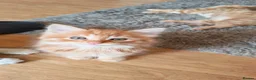 Mixed Breed cats for sale: Two fluffy ginger kittens left - Advert 3