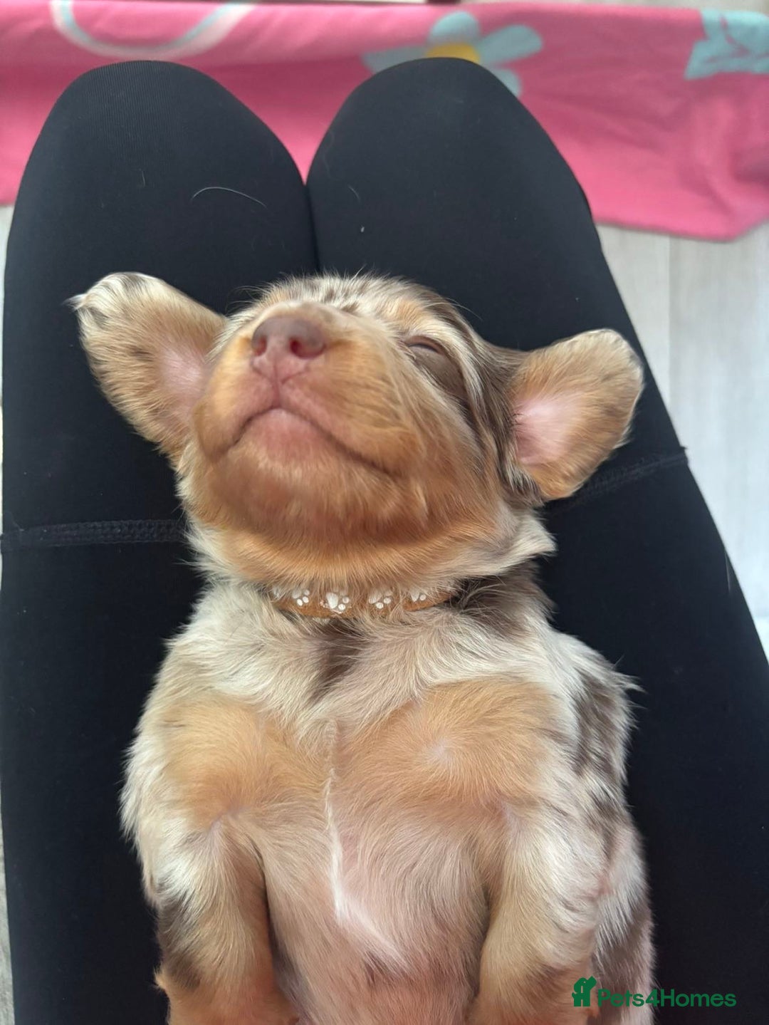 Miniature Dachshund dogs for sale: Miniature dachshunds puppie - Image 3