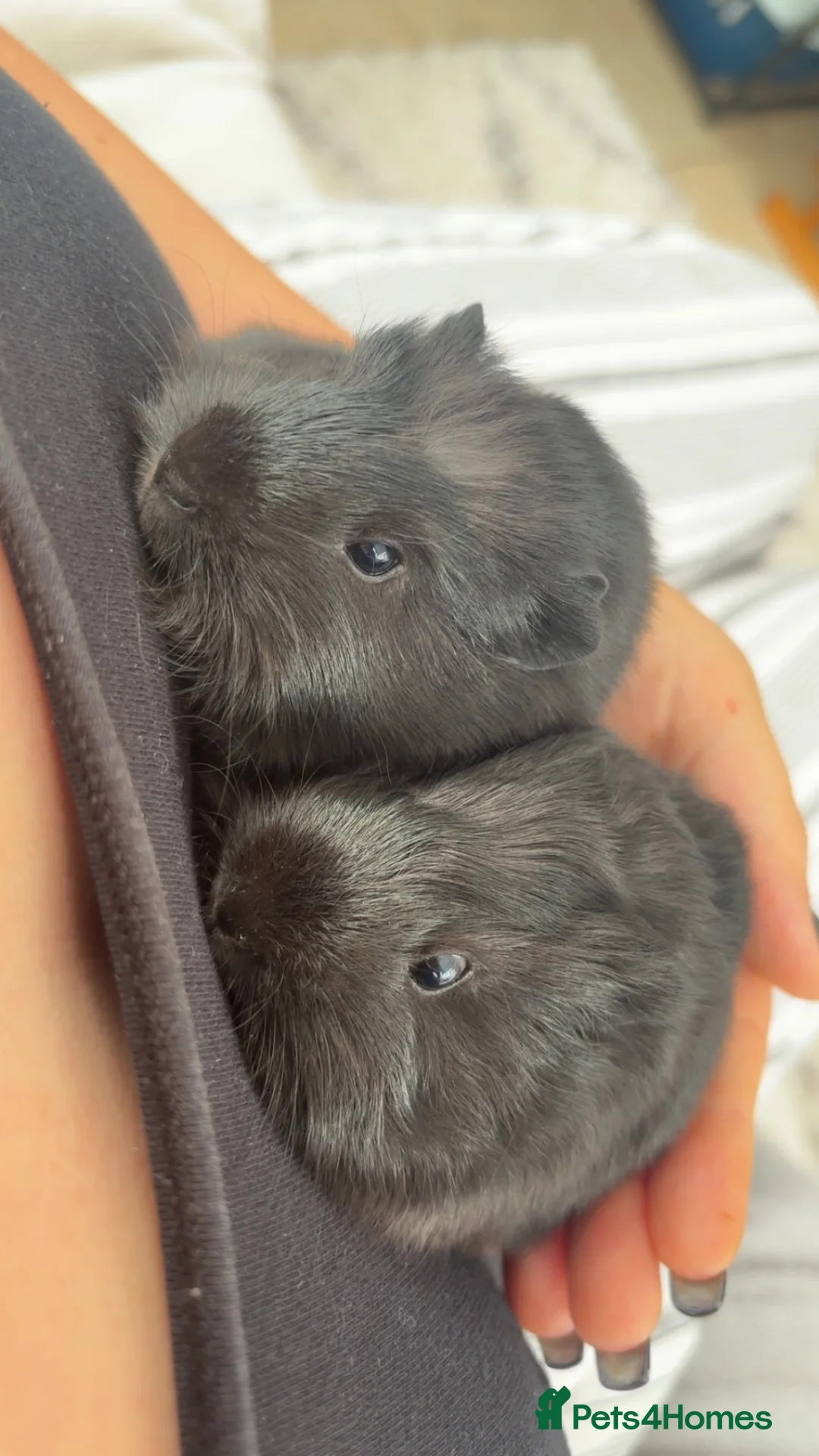 Guinea Pig rodents for sale: Two female Swiss x funky young female guinea pigs  - Advert 1