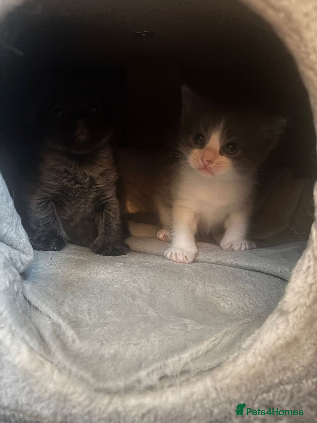 Ragdoll cats for sale: Ragdoll x for sale  - Advert 2