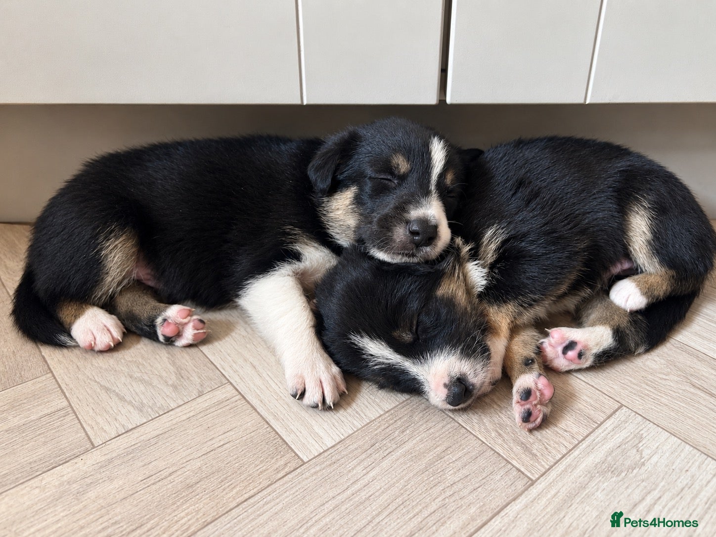 Border Collie dogs 🐾 Border Collie Puppies – £500 🐾 - Advert 7